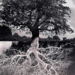 tree_roots